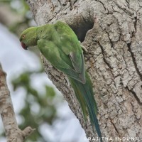 Psittacula